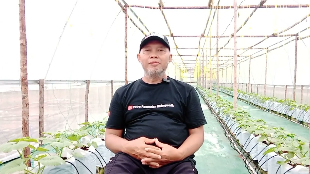 Uji coba tiga jenis melon