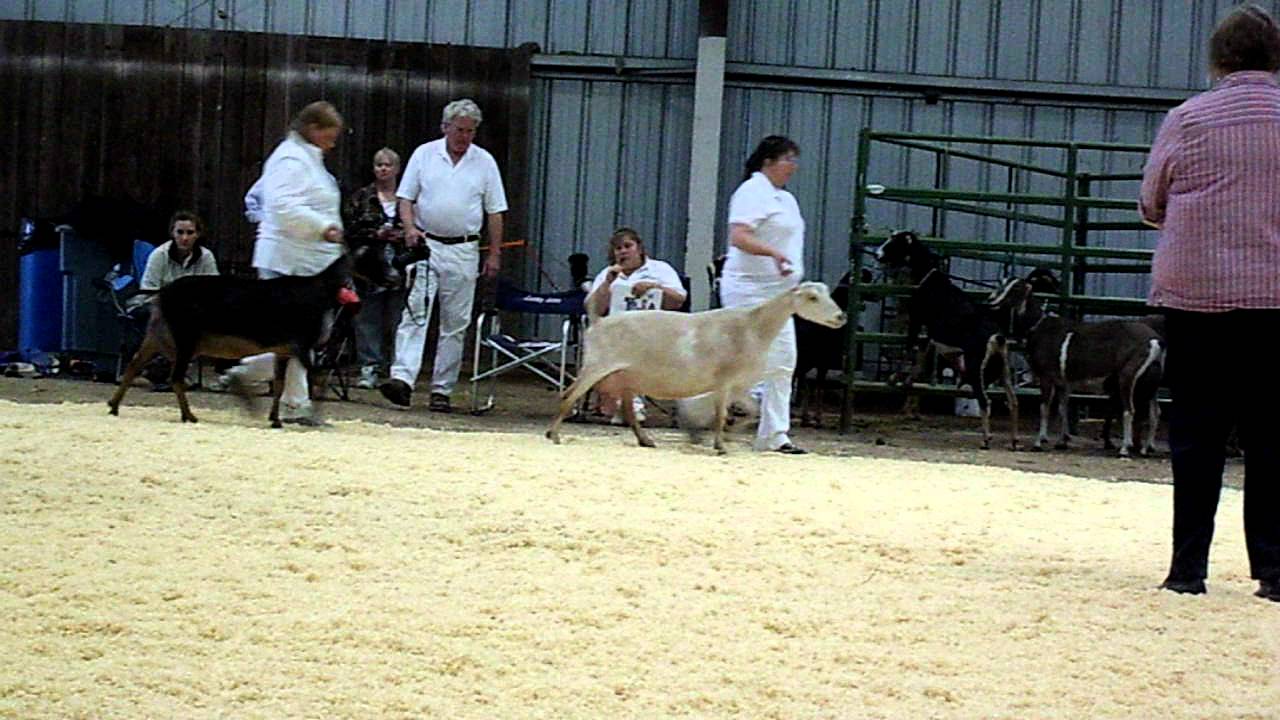 Rockin-CB LSP Xianne - LaMancha Dairy Goat
