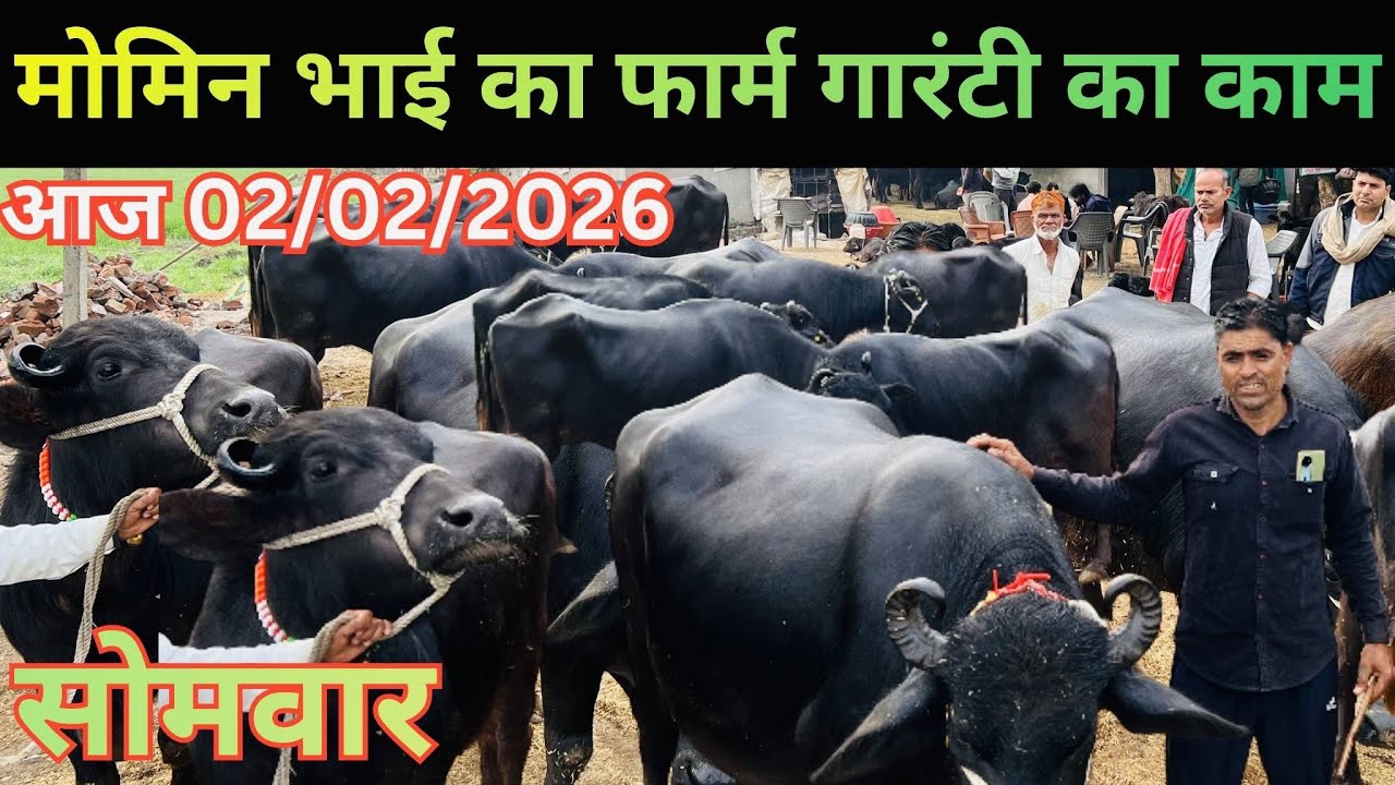 मारवाड़ कि मुर्रा भैंस खरीदे मोमिन भाई के फार्म से गारंटी के साथ आज #02/02/206#dairysolutionbysatish