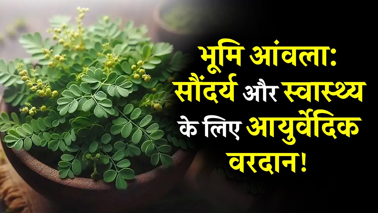 भूमि आंवला के लाभ | बालों और त्वचा के लिए आयुर्वेदिक वरदान | Bhumi Amla Benefits | Nirogstreet