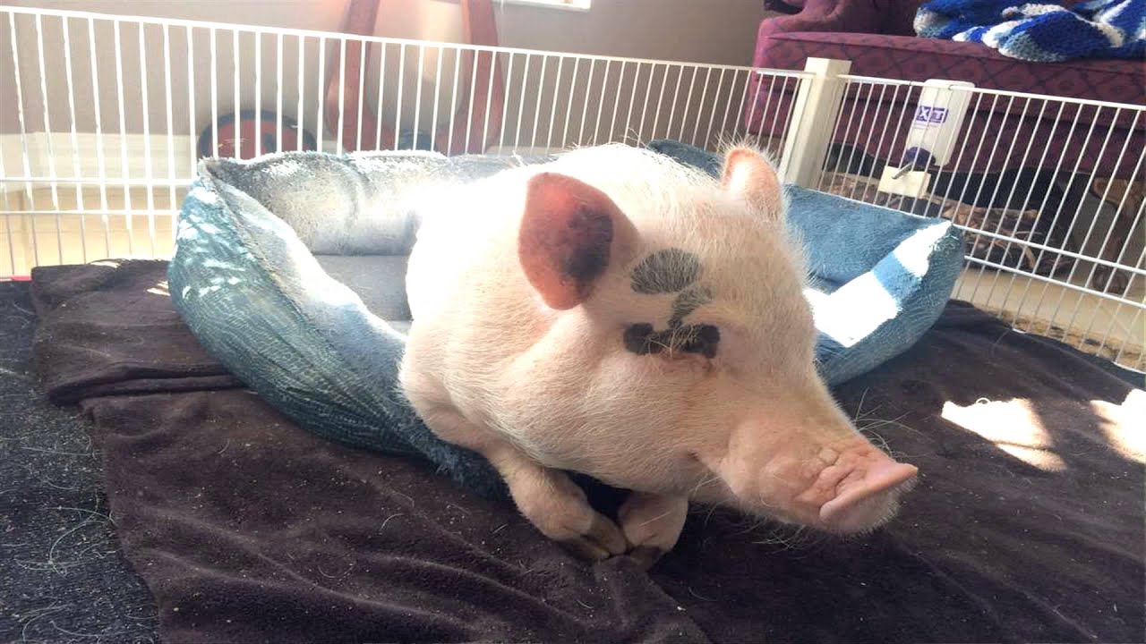Animal Outtakes - Chris P. Bacon