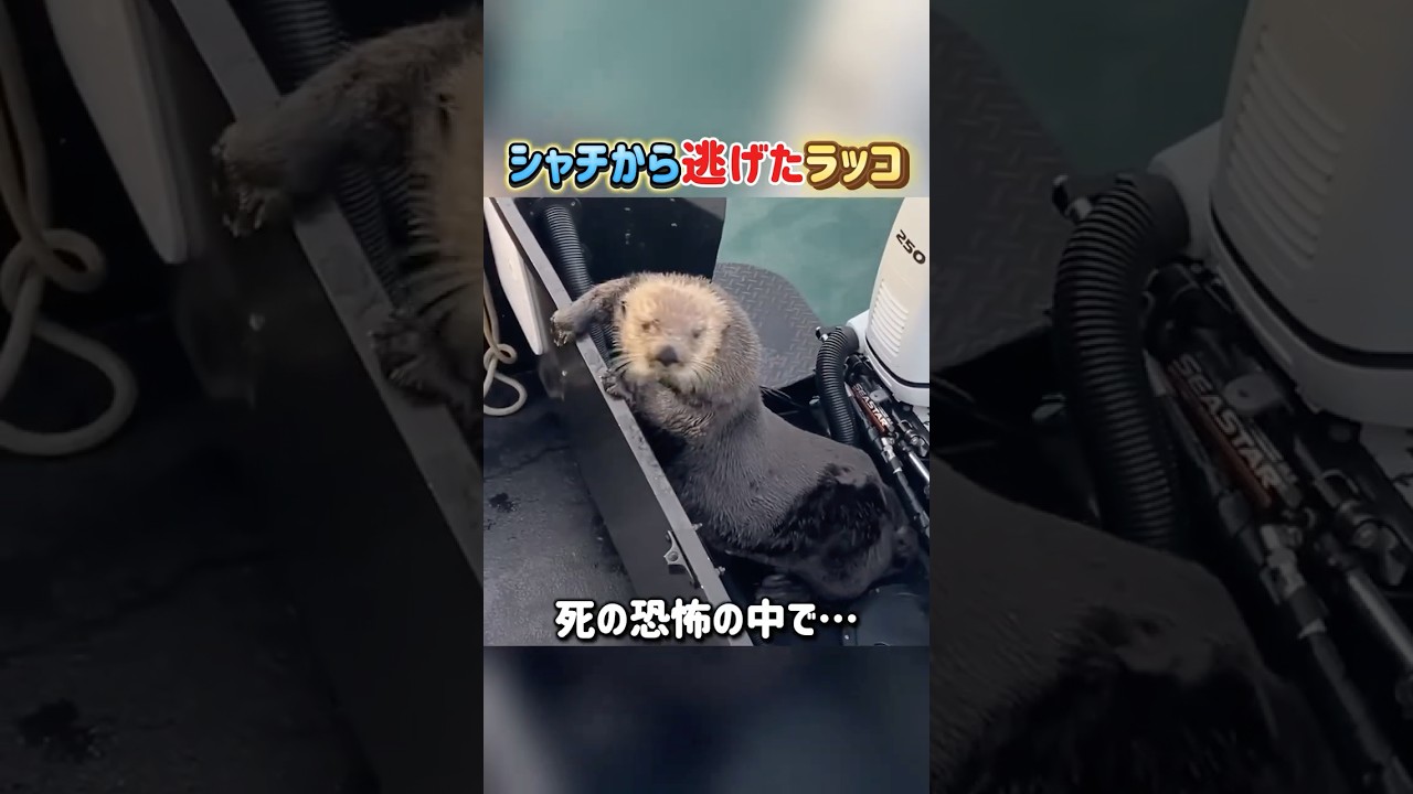 シャチから逃げたラッコ