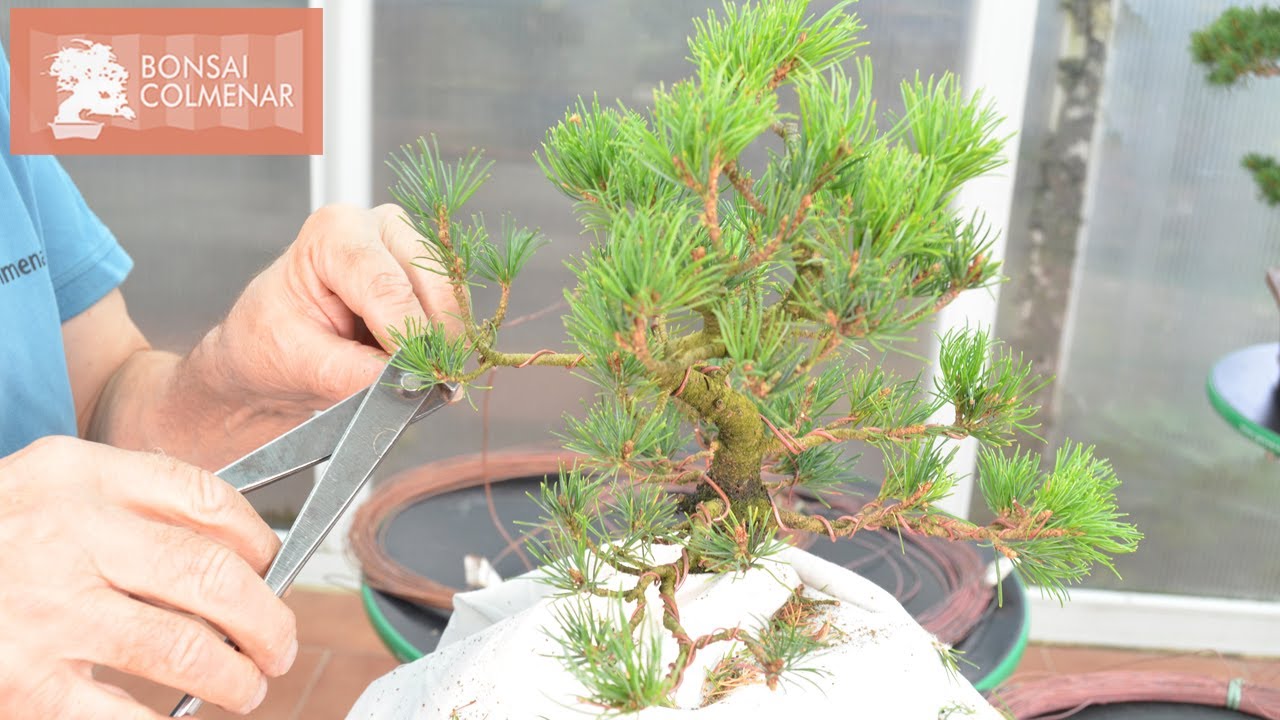 Zuisho - Bonsai Colmenar