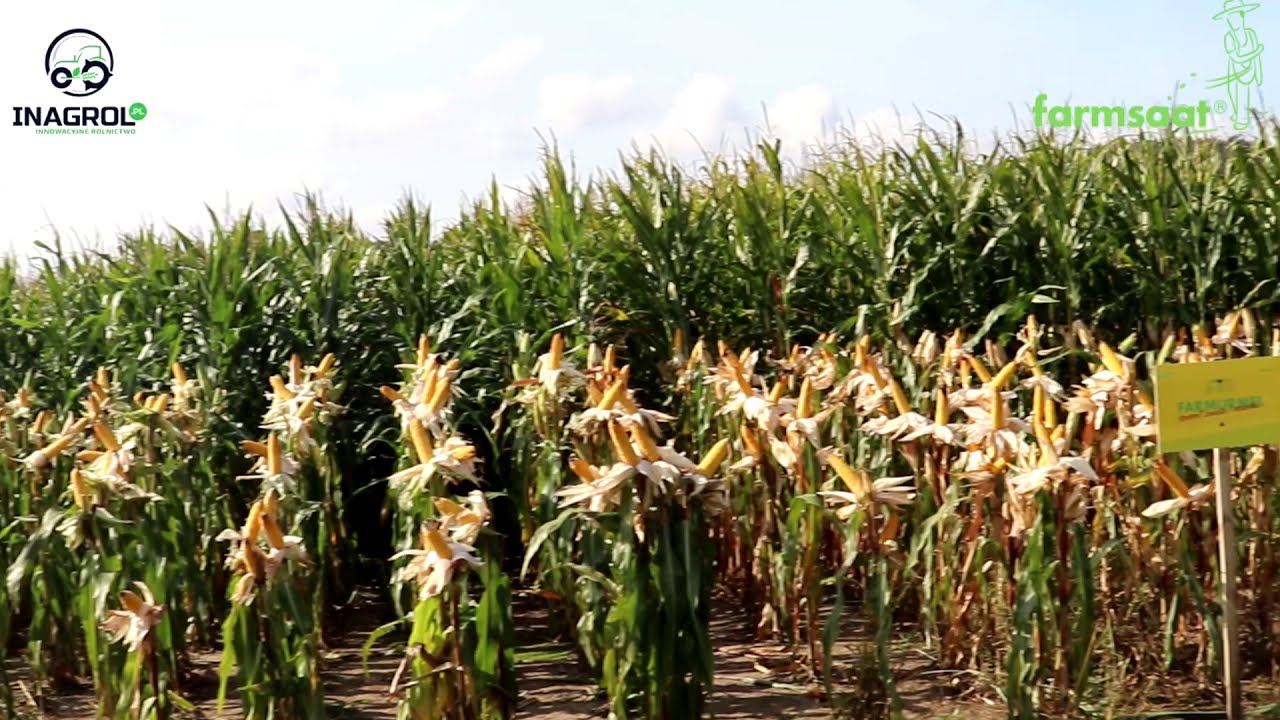 Dni Pola kukurydza Farmsaat 🌽| Inagrol | Milewo 2020