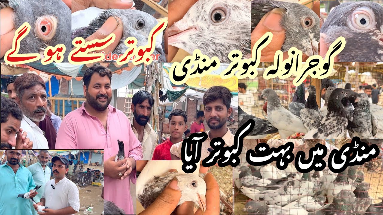 Gujranwala wala kabootar mandi new video