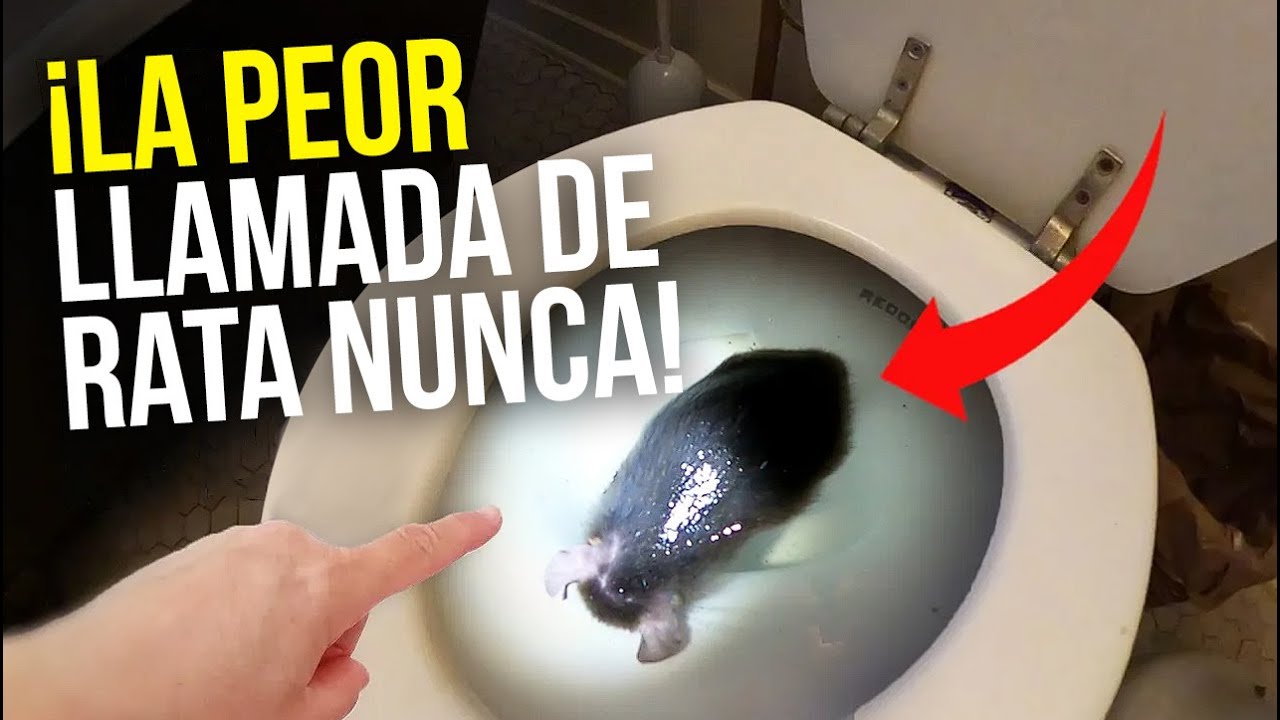 ¡ENORME INFESTACIÓN DE RATA! Nunca creerás cómo están entrando