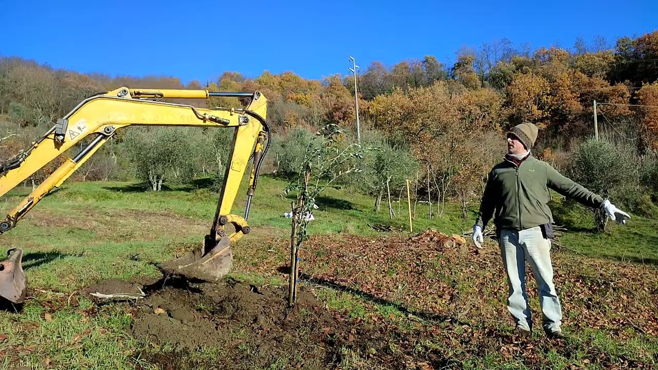Nuovo oliveto con l'aiuto di un amico