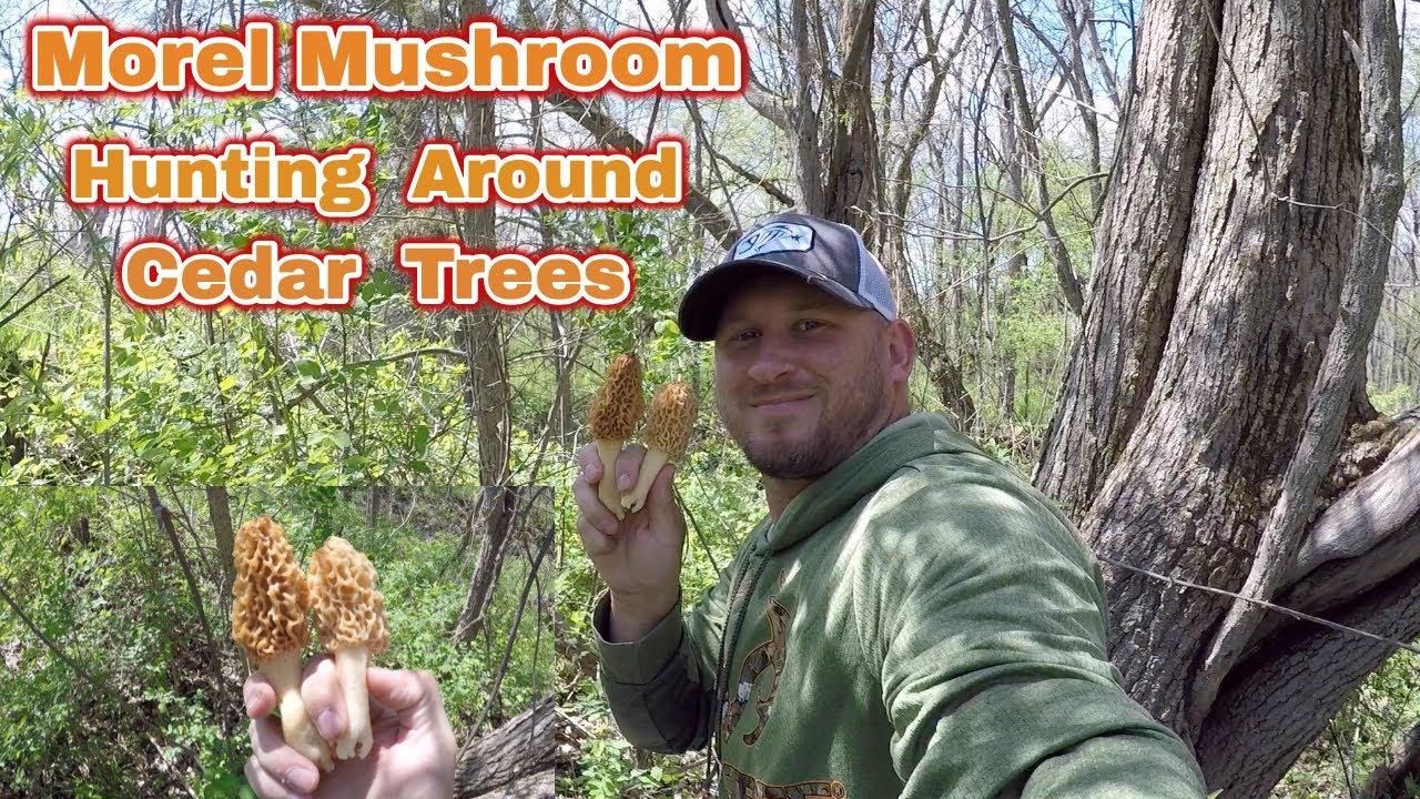 Morel Mushroom Hunting Around Cedar Trees