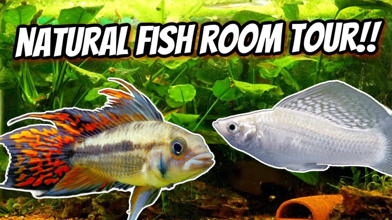 A Look At A Natural Fish Room!  Parkside Aquatics Fish Room Tour!