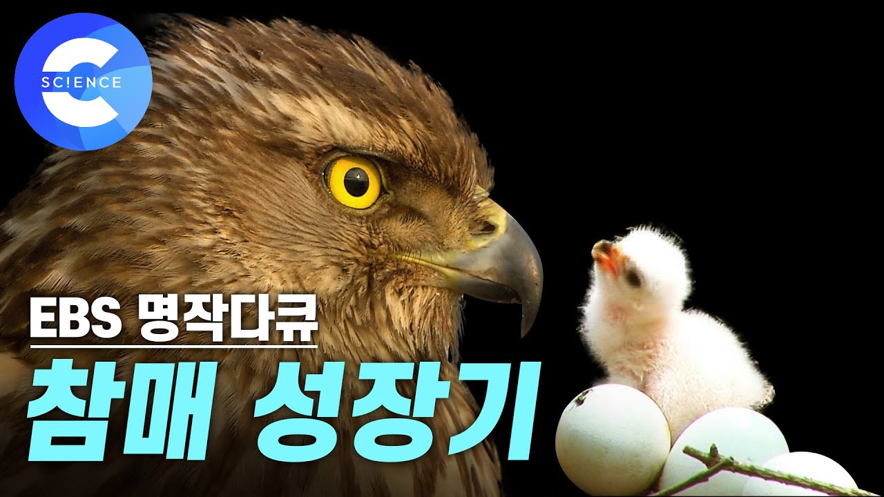 사계절을 관찰한 참매의 짝짓기부터 부화, 육아, 성장 과정