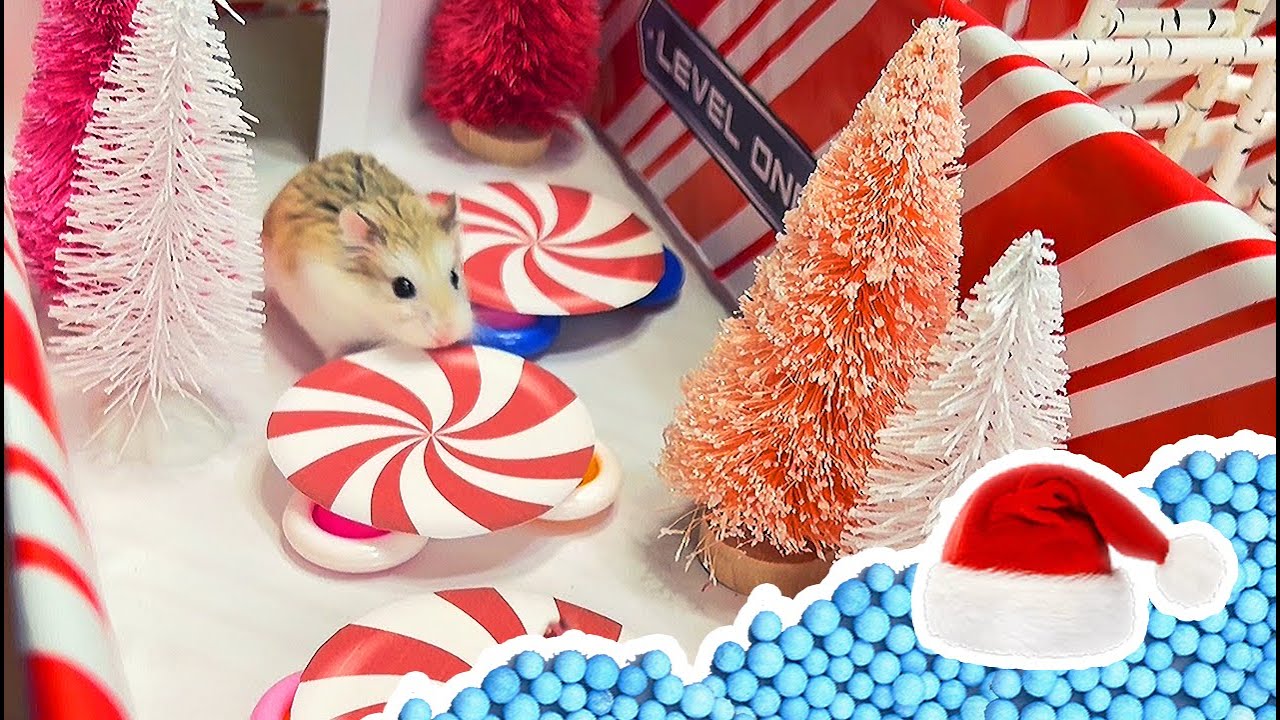 🐹   Escape from Santa's Christmas Toy Workshop Jail - Real Life Hamster Maze 🐹 🎄. хомяк