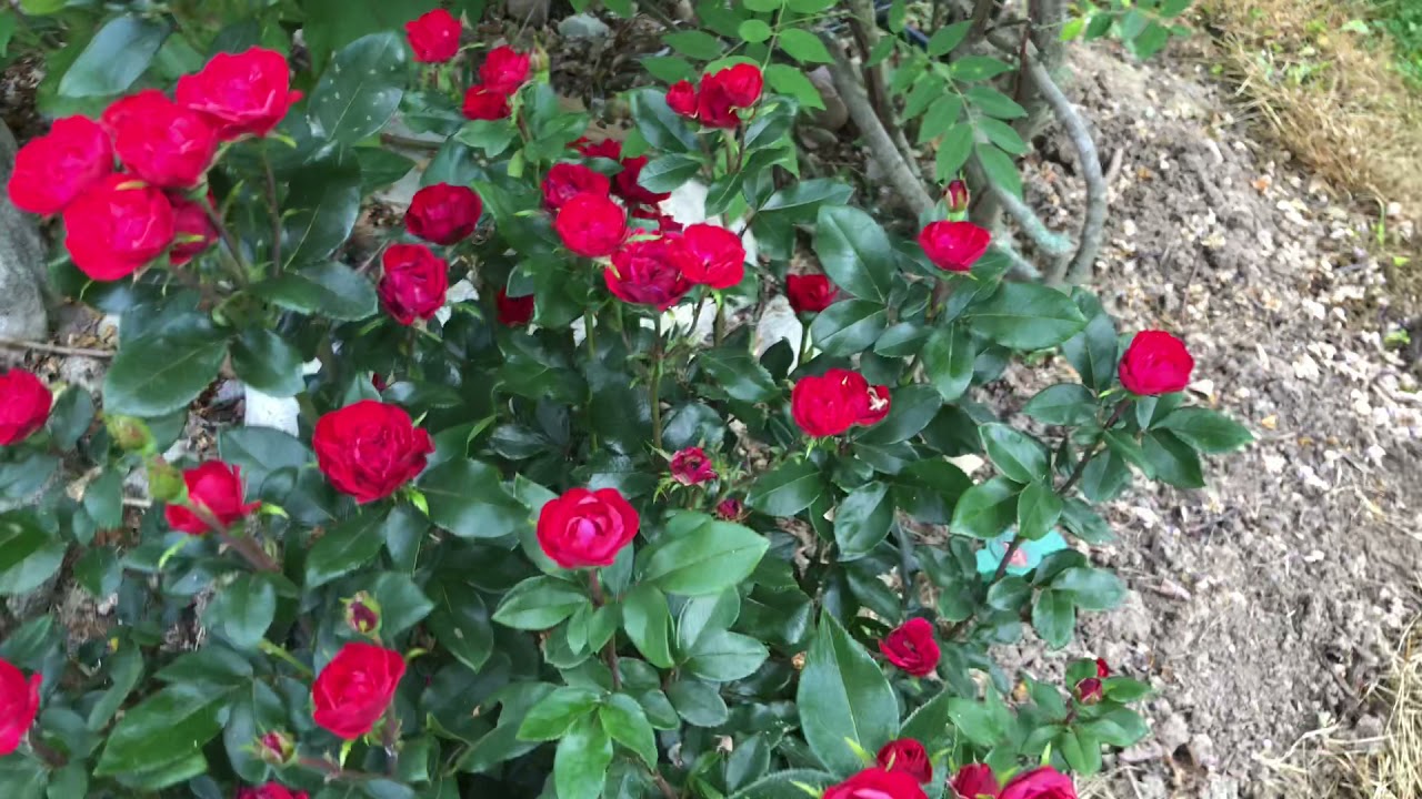 &lsquo;Mini Knock Out Rose&rsquo; A Giant Winner
