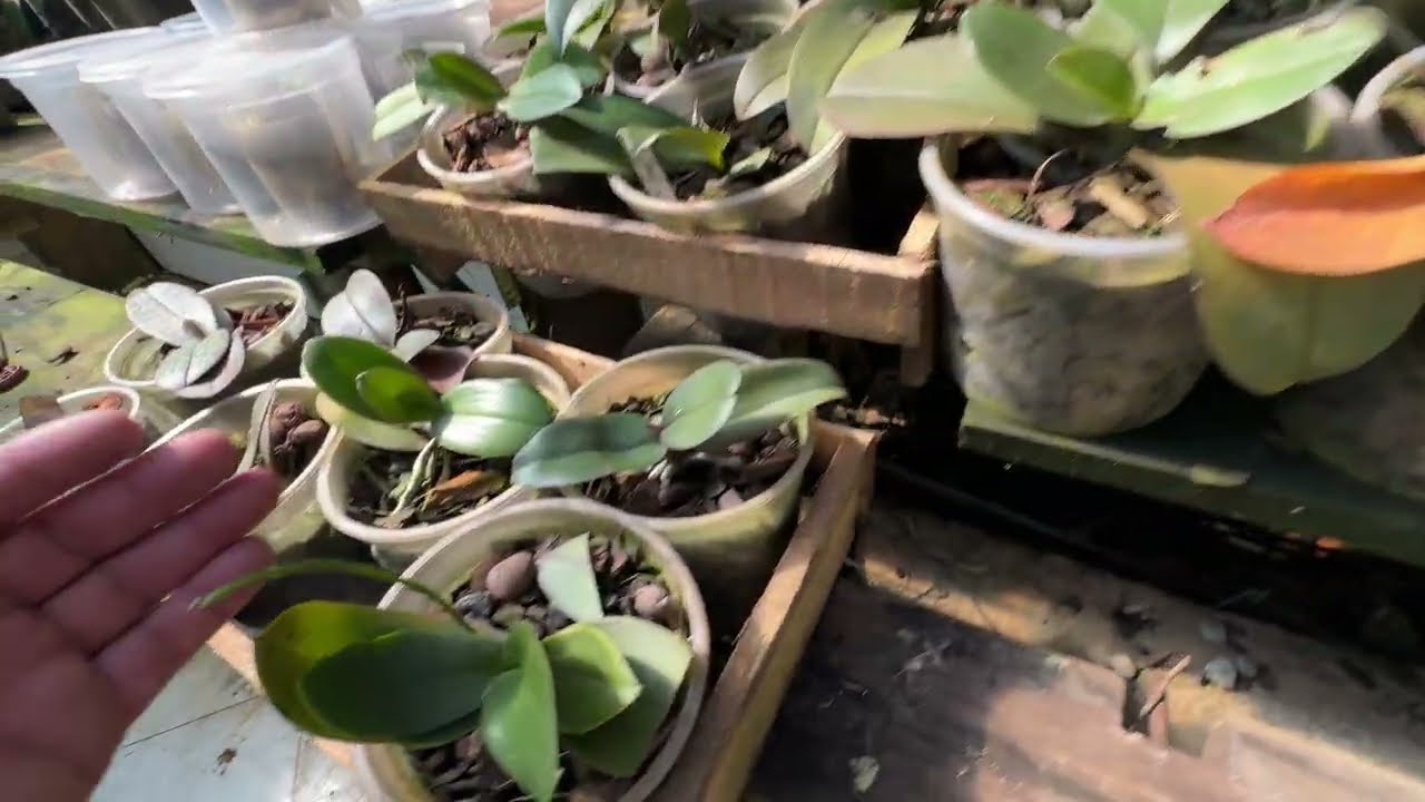 COMO CULTIVAR PHALAENOPSIS 