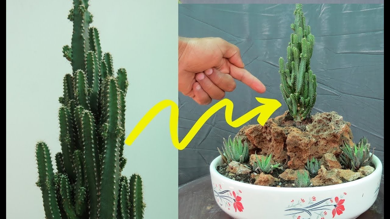 Fairy Castle Cactus/On the Rocks/Care Tips