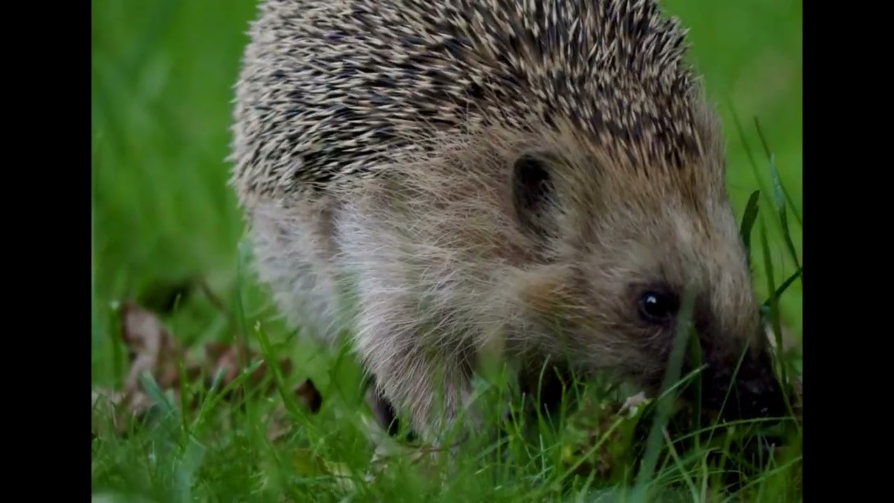 Animalele sălbatice din România