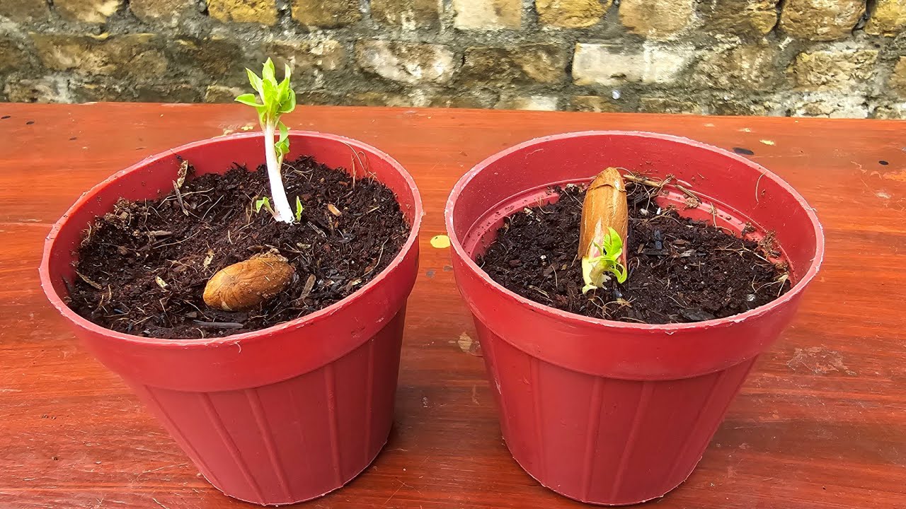 How to grow Almond tree at Home from Seeds