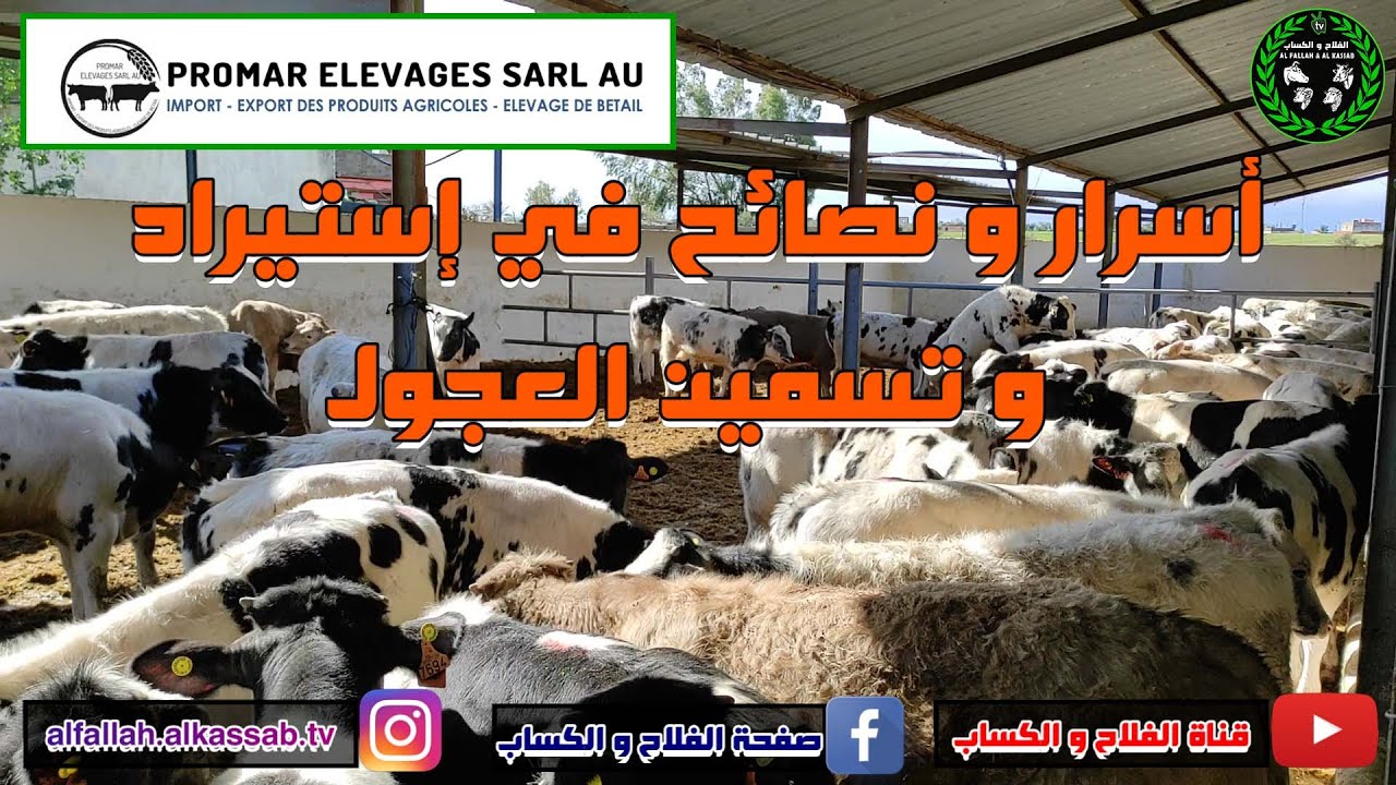 العجول المستوردة || أسرار و نصائح في إستيراد و تسمين العجول