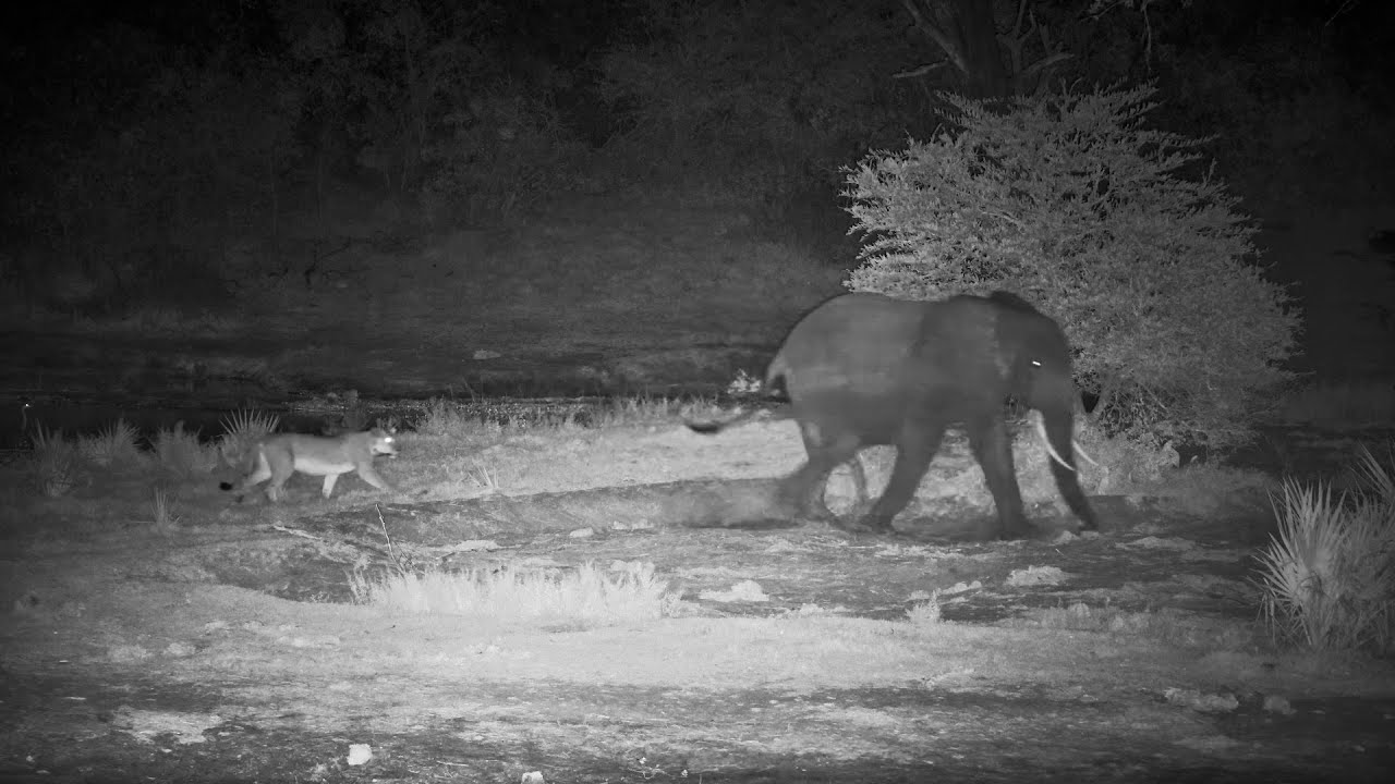 A Lioness Tries To Play Tag With An Elephant