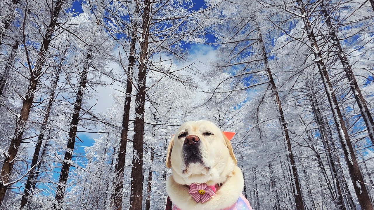 눈꽃 터진 함백산 만항재! 상고대 숲에서 폭주한 리트리버 써니❄️  (실시간산책라이브) 3월7일 토요일 