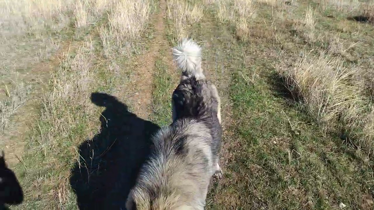 Köy#haqti#kavkaz#çoban#köpekleri#