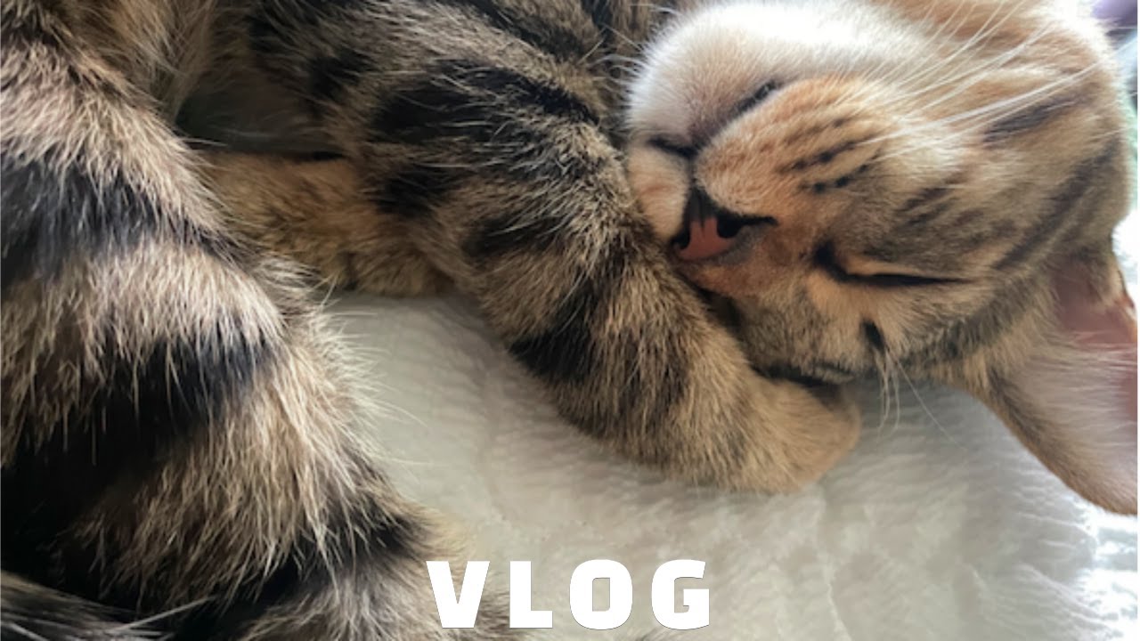 VLOG 17 | 냥쪽이 | 또야와 보내는 평범한 주말 🐈