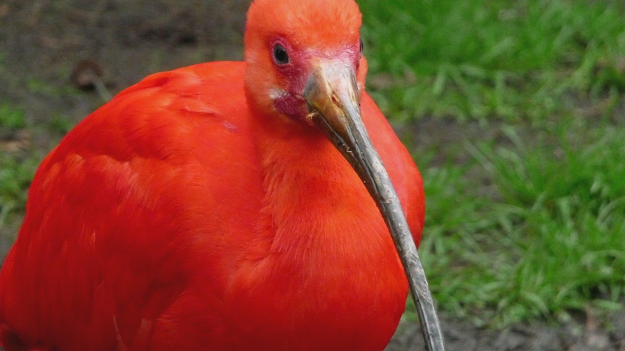 VOGEL DES MONATS APRIL - Roter Ibis / Scarlet Ibis - Welt-Vogelpark Walsrode