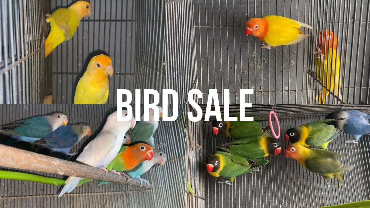 EP 53: BIRD SALE | 2 FEAR PETSHOP & AVIARY