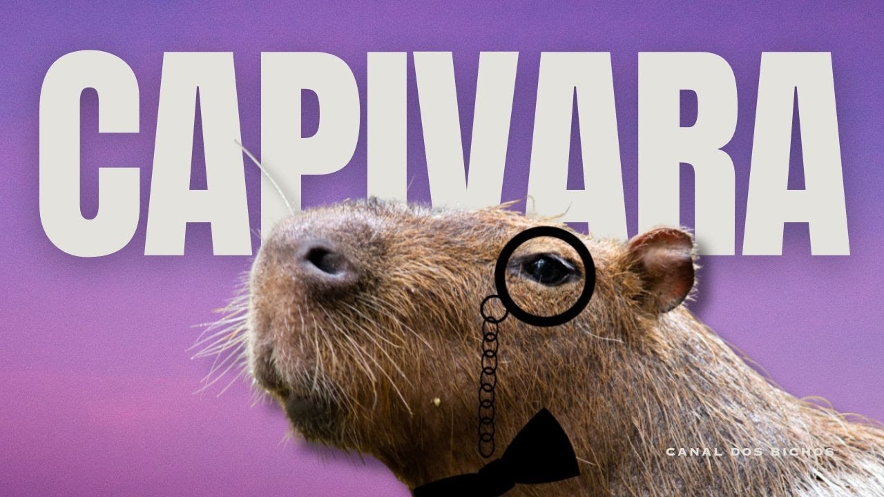 Capivara: curiosidades sobre o maior roedor do mundo