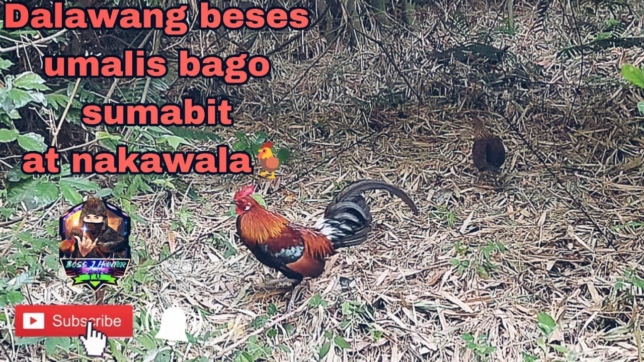 Dalawang beses umalis Bago nahuli🐓Tapos Naka ligaw din lang, Sayang naman😮‍💨