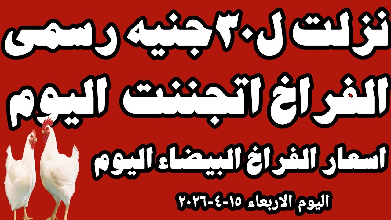 اسعار الفراخ البيضاء سعر الفراخ البيضاء اليوم الاربعاء ١٥-٤-٢٠٢٦ جمله وقطاعي في المحلات في مصر 