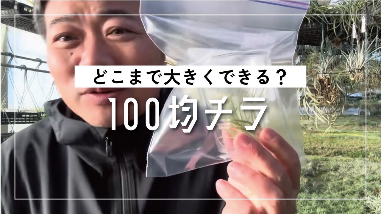 【100均】エアプランツどこまで大きくなるかを解説