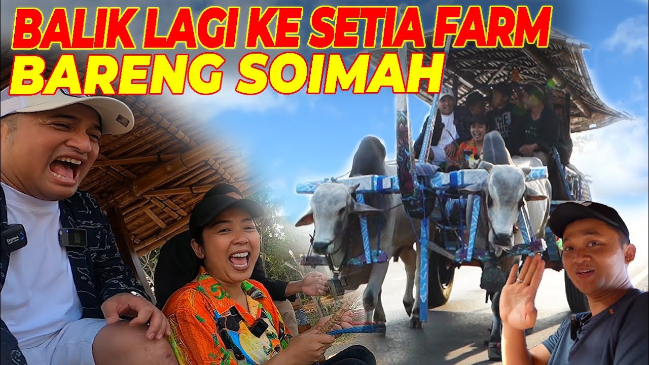 JEMPUT SOIMAH NAIK GEROBAK SAPI KE SETIA FARM..‼️SESUAI JANJI GUE NIIH..‼️