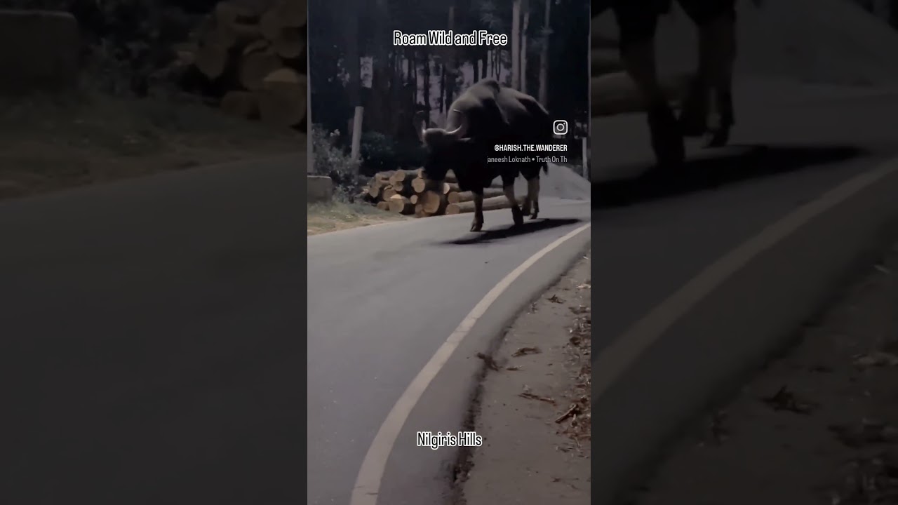 BISON'S Majestic Stroll | Nilgiris Hills | City Walk