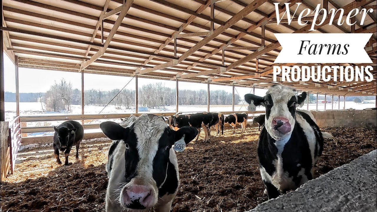 How Do Cattle Tolerate This Cold Weather?