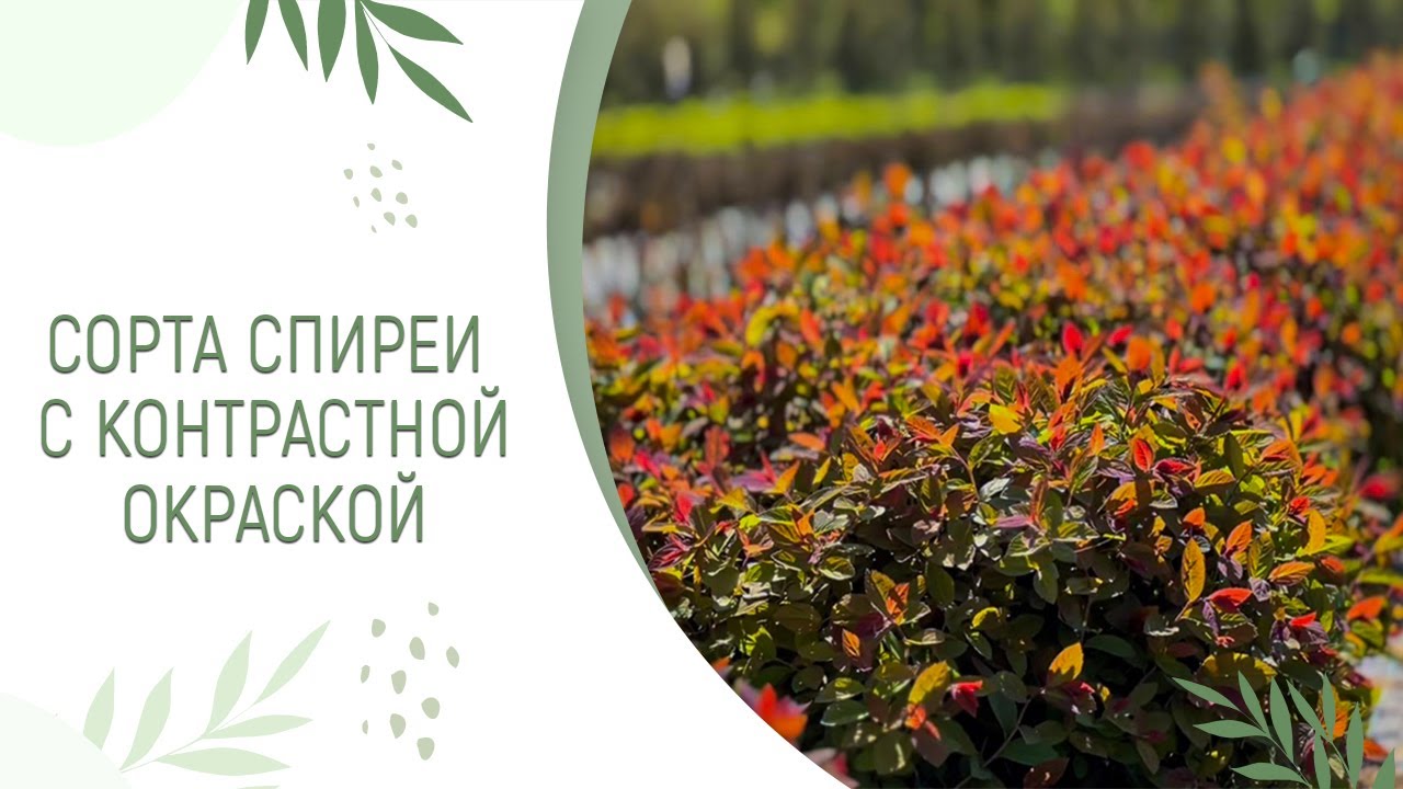 СОРТА СПИРЕИ С КОНТРАСТНОЙ ОКРАСКОЙ