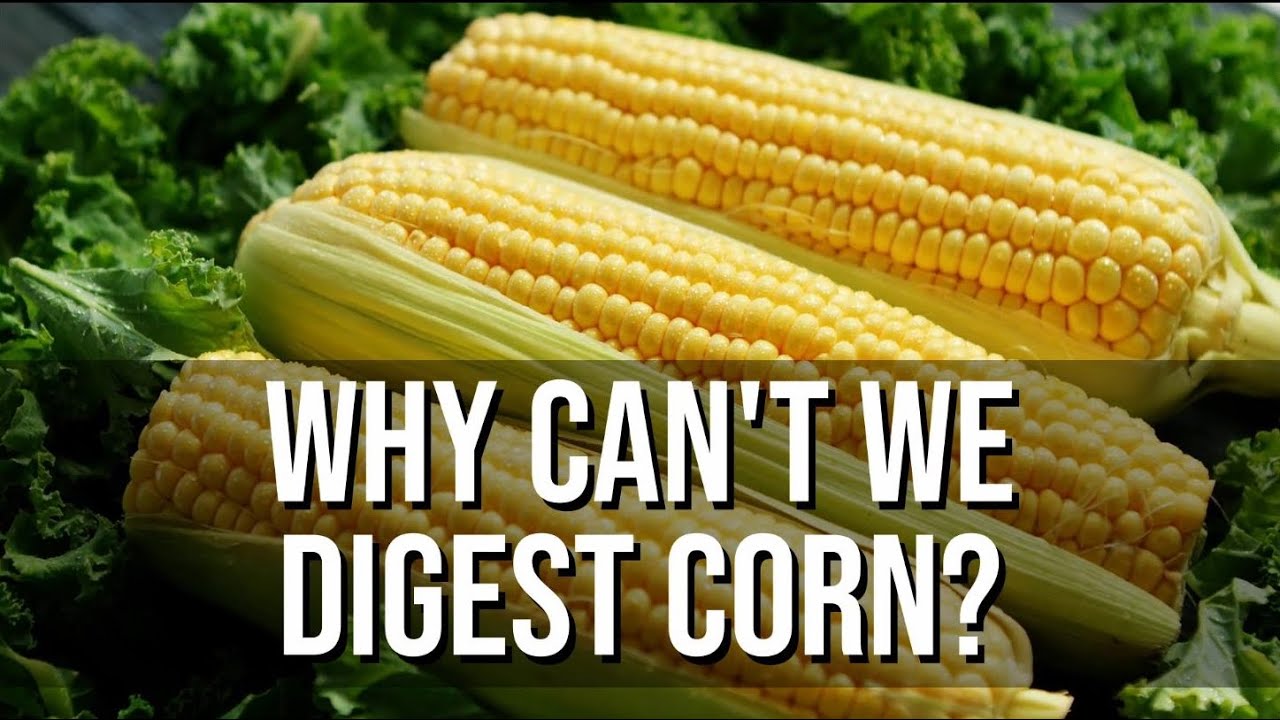 Why Can't We Digest Corn?