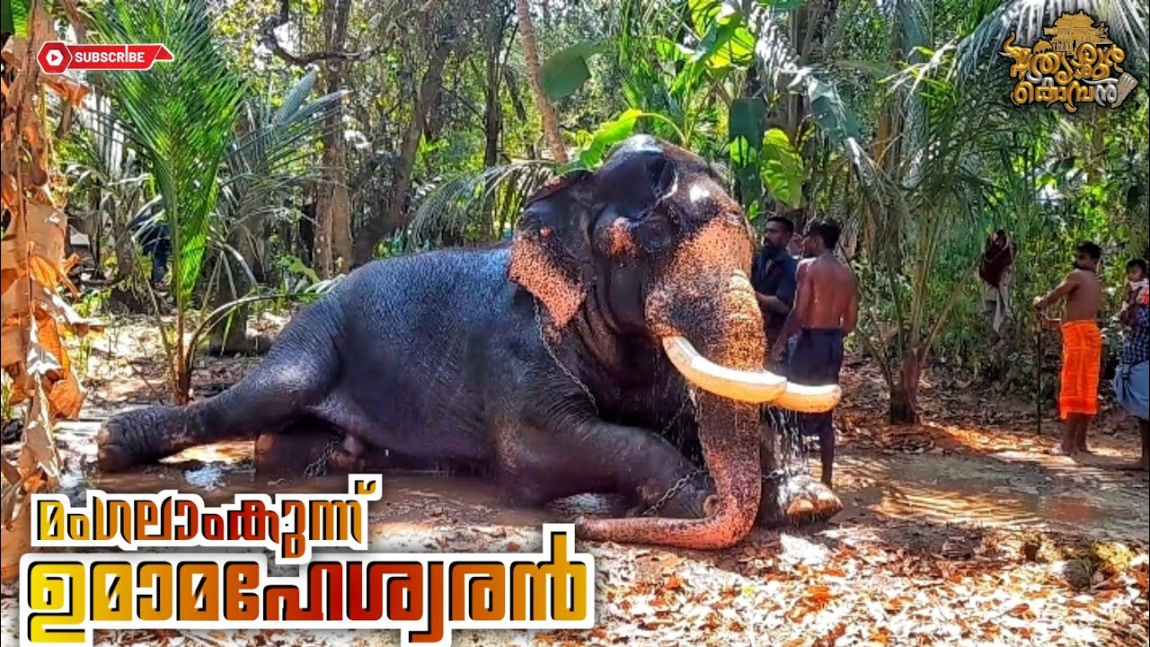 മംഗലാംകുന്ന് ഉമാമഹേശ്വരനും പിള്ളേരും.... 💜 #mangalamkunnuumamaheswaran 