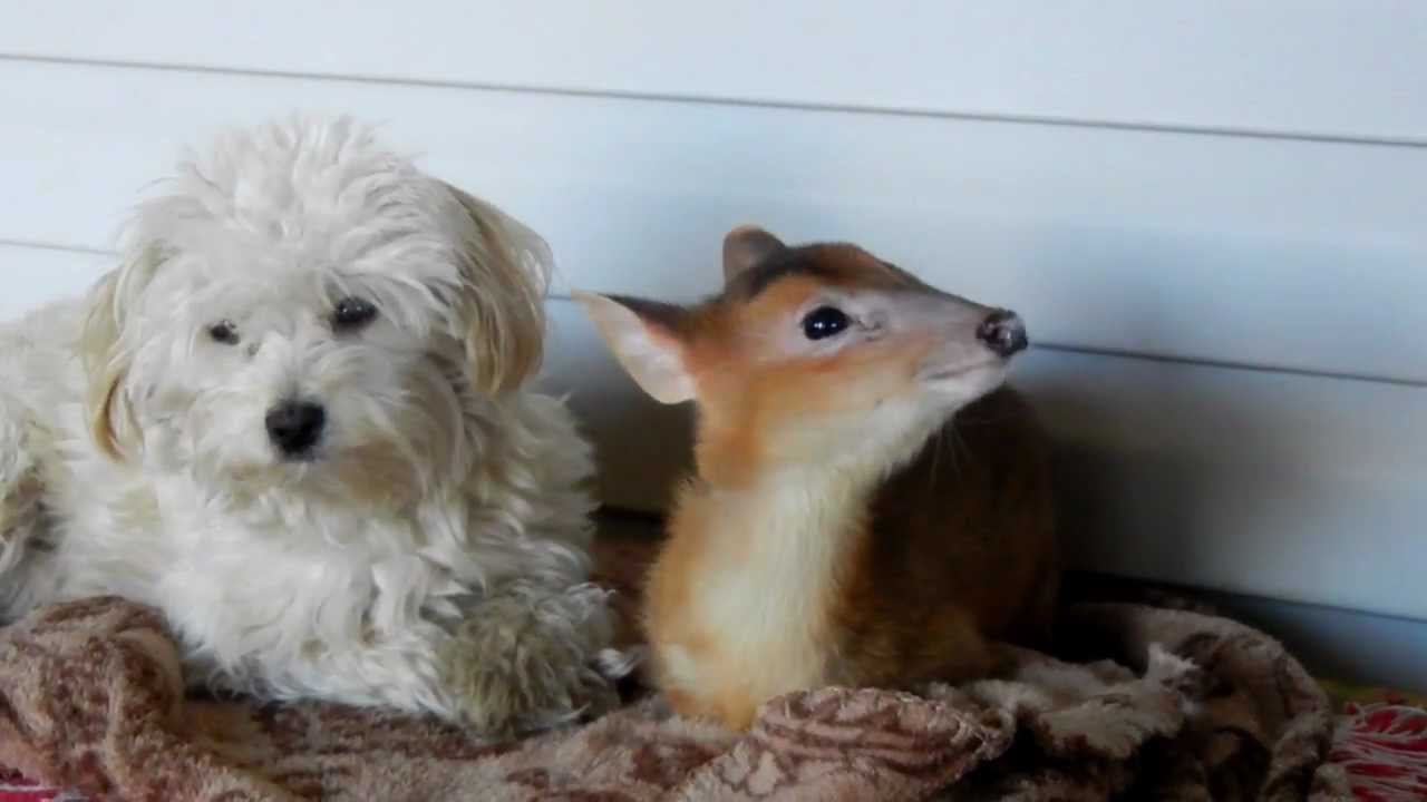Our Maltipoo with our Muntjac Deer