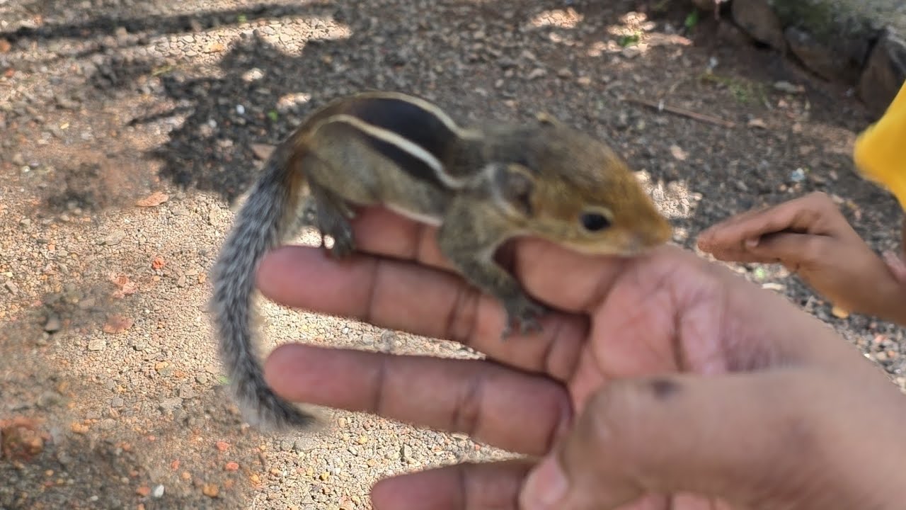 അണ്ണാറക്കണ്ണൻ | SQUIRREL |