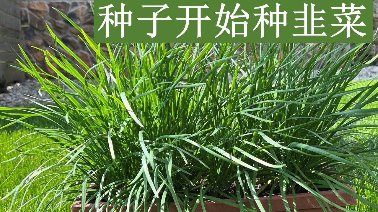 种韭菜：从种子到收割全过程。具体操作和关键步骤详细介绍