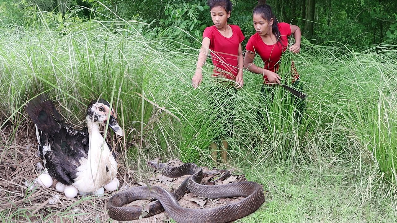 Duck escapes from the snake​​ - Found duck egg for food in forest - Cooking egg for Food of survival