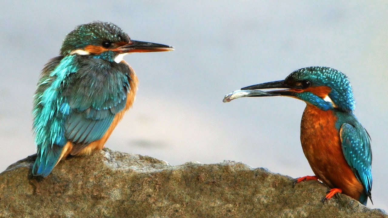 Der Eisvogel – Beobachtungen im Sommer 2015