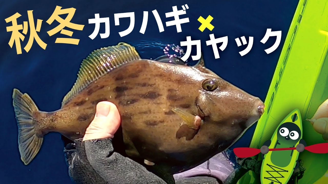 カワハギ釣り！カヤックフィッシング秋冬シーズン釣行！９～１２月ボート・ゼロテン釣法の水深やポイント締め方等