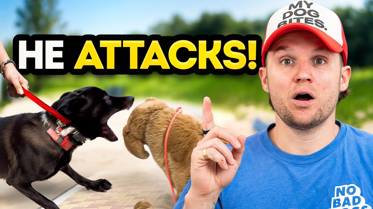 How to stop leash aggression towards other dogs