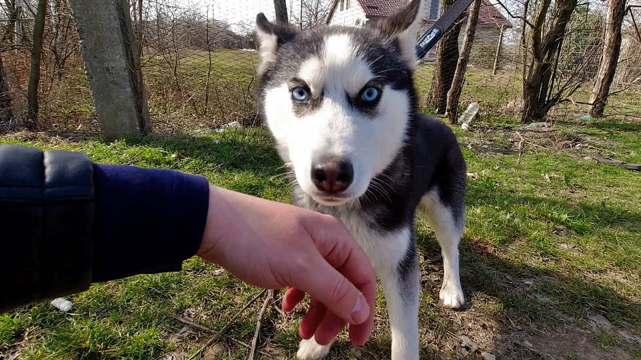 PUI DE HUSKY SIBERIAN - O FEMELA DE 6 LUNI CU OCHI SUPERBI.