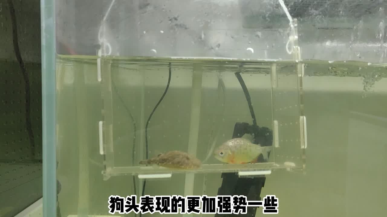 食人鱼再战毛毛狗头，同体型单挑大战，谁才是猛鱼战斗力天花板？