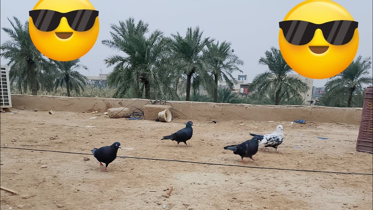 حلقه جديده🫴🏻