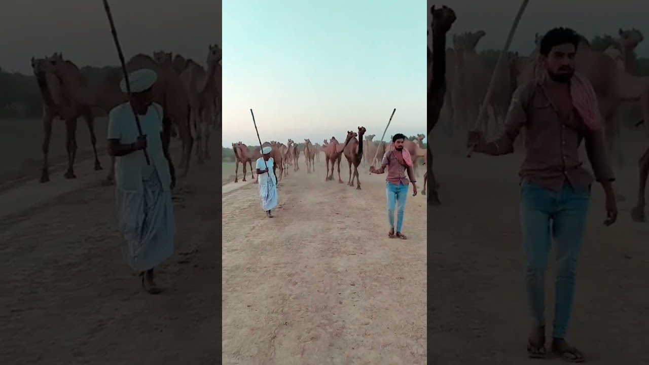 gujrat camel 🐫