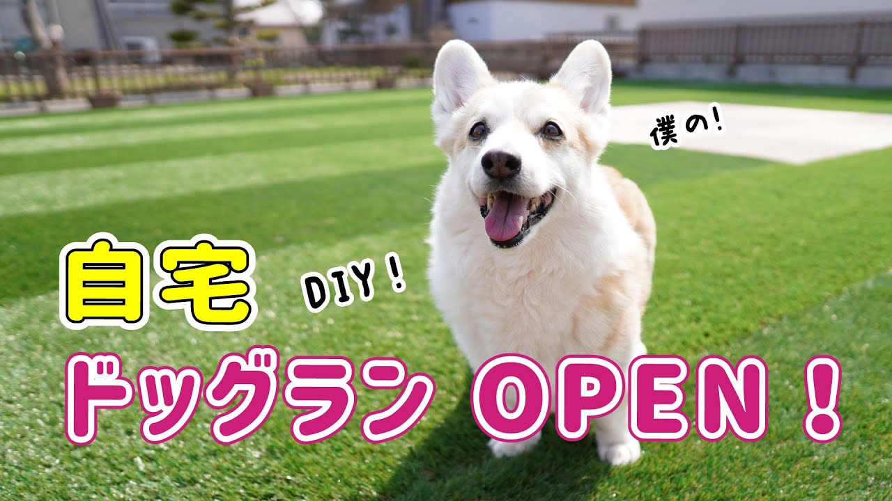 自宅ドッグランオープンに大喜びするコーギー