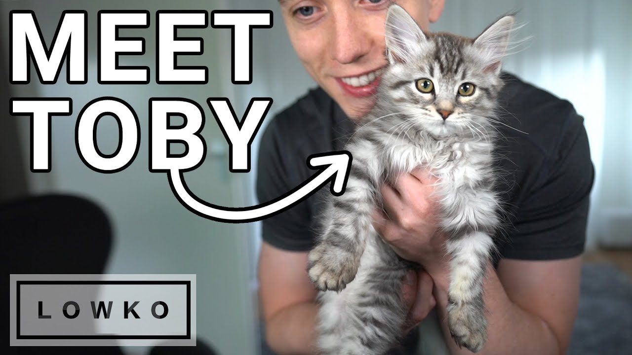 StarCraft 2: KITTENS & CO-OP! (Brutal Mutation Mission)